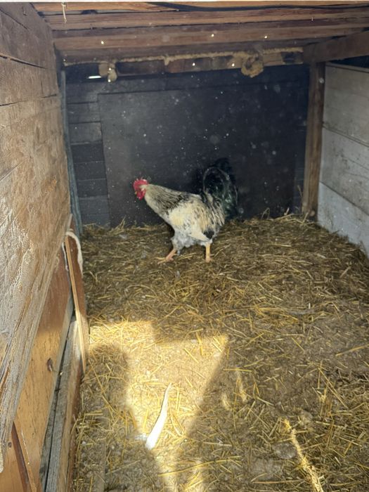 Продам петух