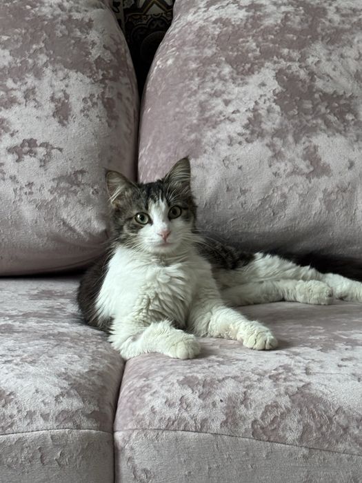 Кошка Лютик бесплатно