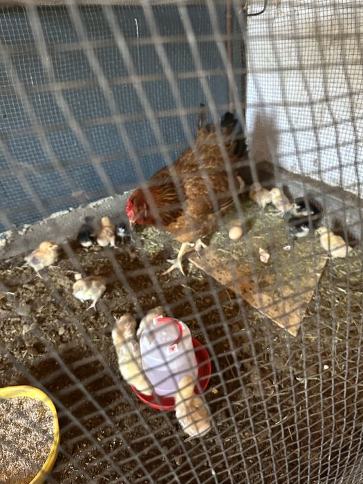 Клушка с цыплятами