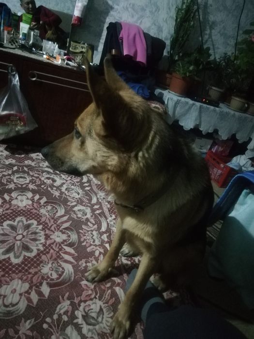 Немецкая овчарка