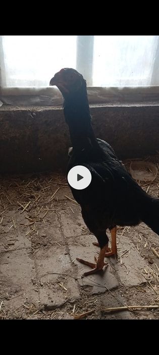 Дакан товук сотилади