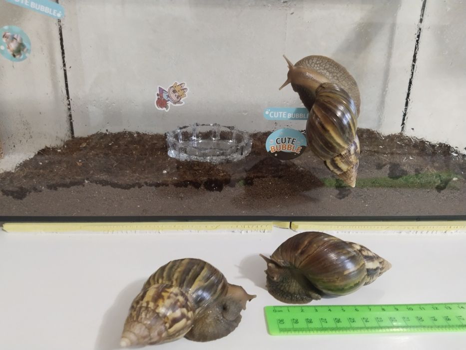 Улитка Ахатина ретикулятор