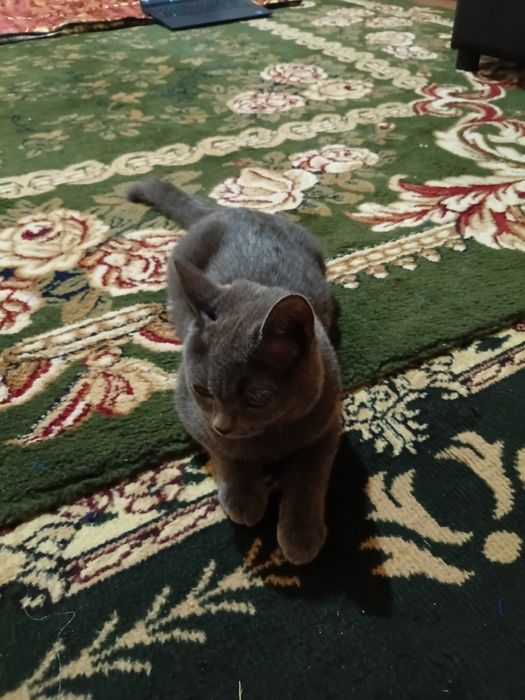 Blue russian cat