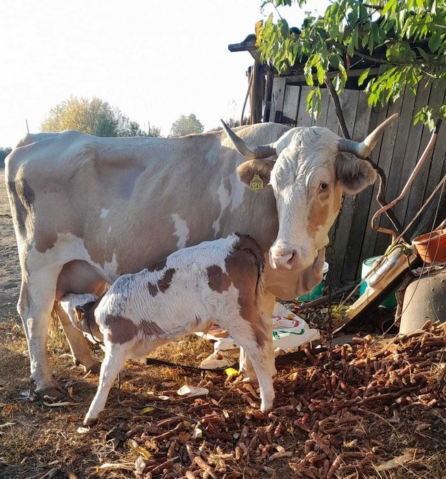 Vaci de rasa Simmental cu vitel fiecare