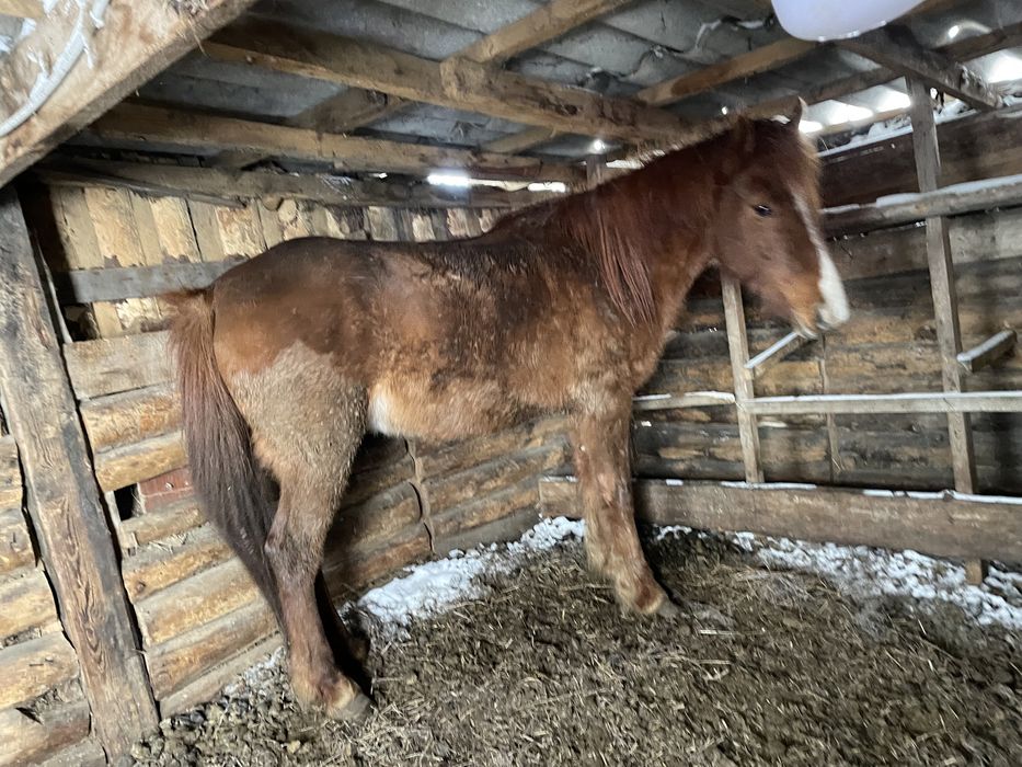 Продам кабылу 5 лет