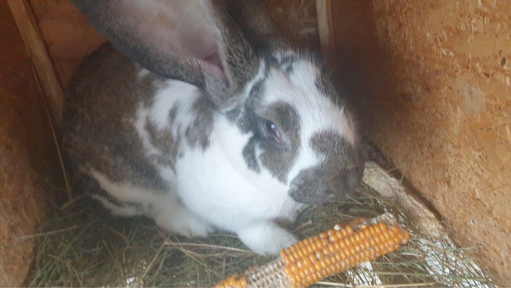 Uriaș german fluture si gri fier