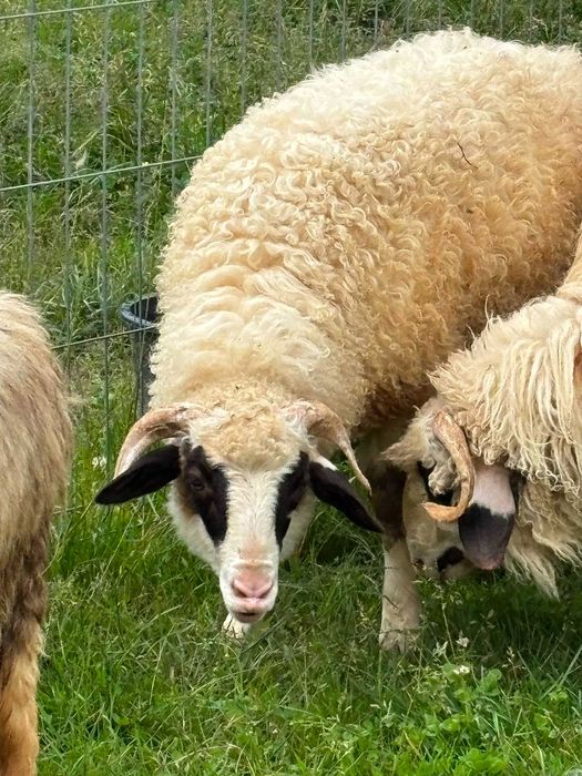 Animalele oi breze