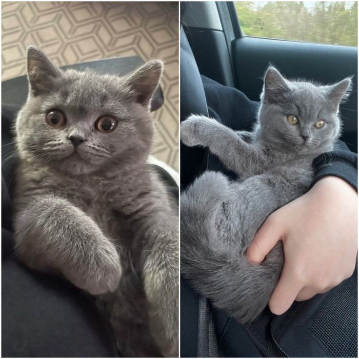 Британский мушук
