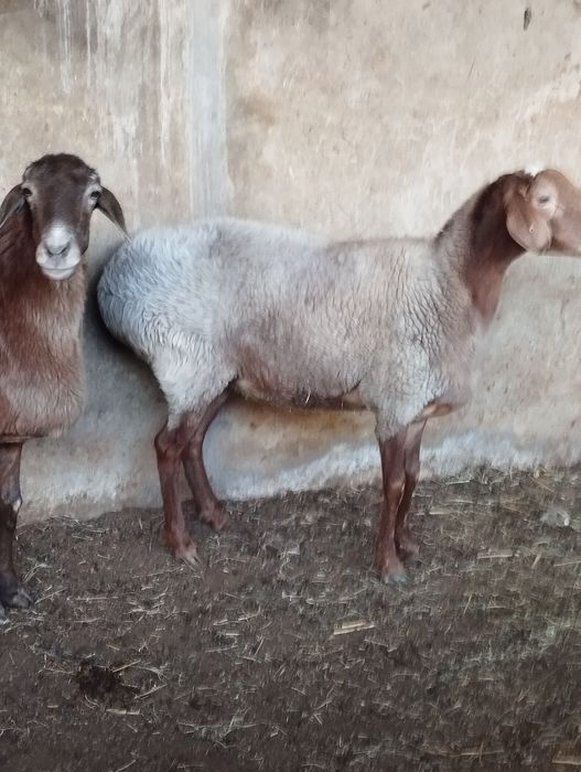 Sovliq la bugoz bolishi mumkin