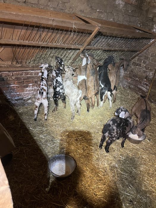 Iezi și ieduțe anglo nubiene