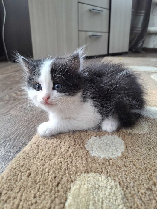 Отдам котят в добрые руки