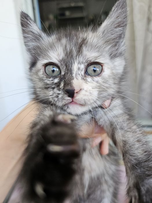 Отдам котёнка в добрые руки