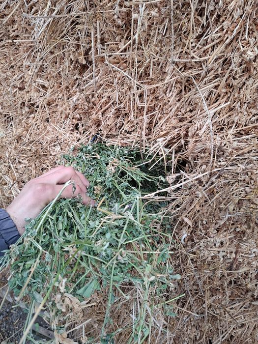 Vand baloți de lucernă