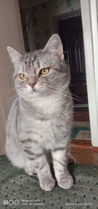 Одинокий кота отдам