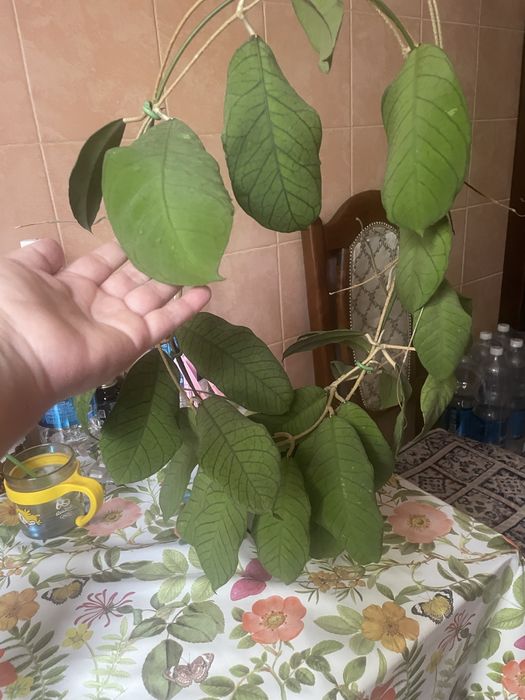 Хойя Сабах 15000