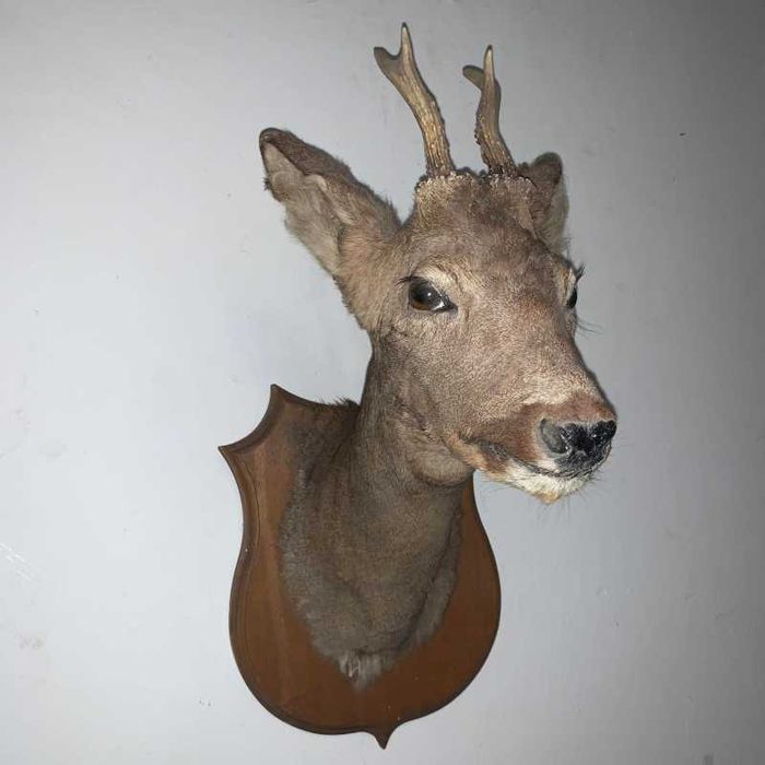 Trofeu Caprior pe suport de lemn