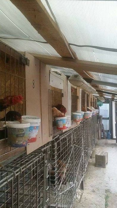 Vand combatanti  talie mare 70 cm