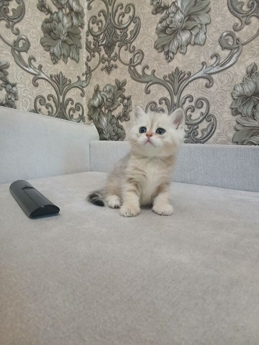 Продаётся девочка шиншилла британ