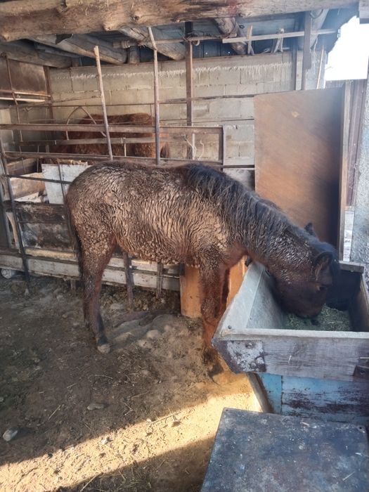 Тай сатамын семиз сентябртдан бери тұр