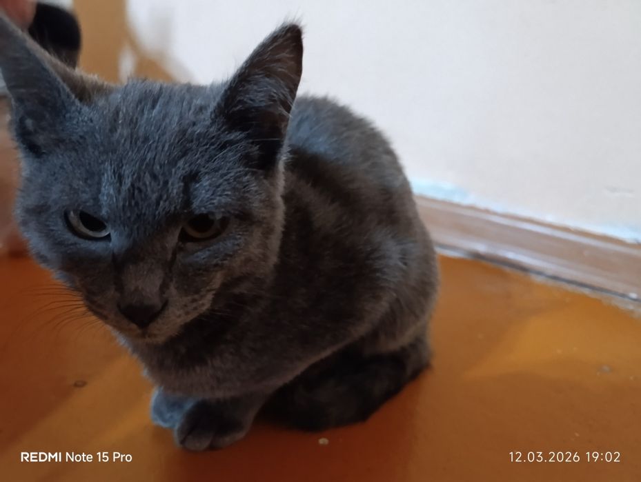 «Продается милый маленький котенок»