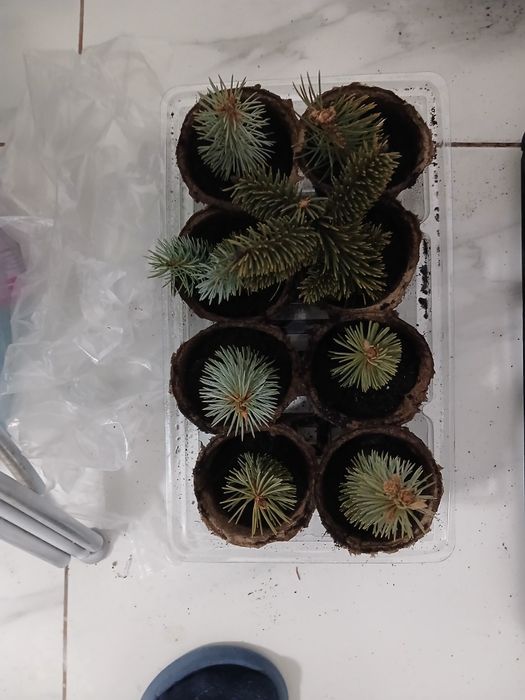 Саженцы лоток 25000