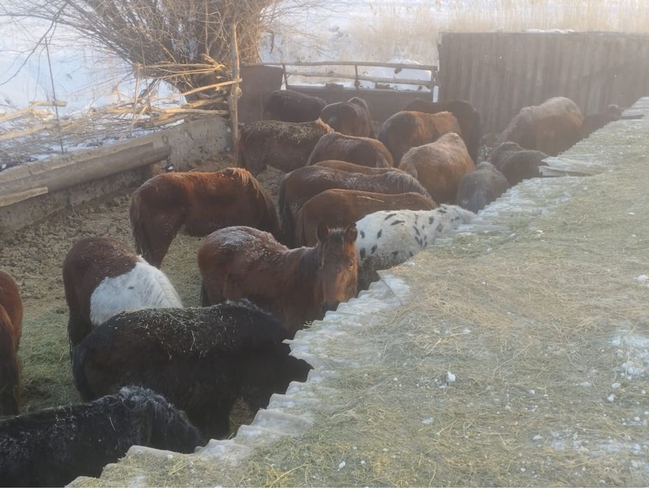Жамбыл облысы ТАЙ ҚҰНАНДАР БАР.