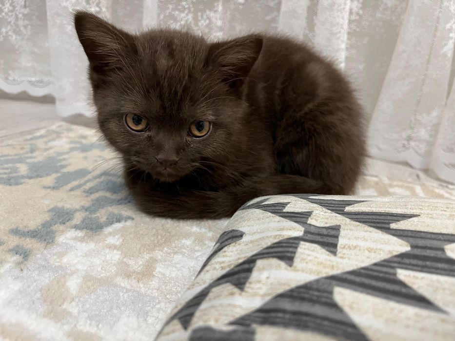 Котята Скоттиш-страйт