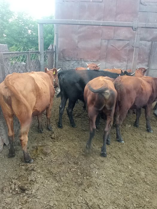 Продам молодняк 1.5 года