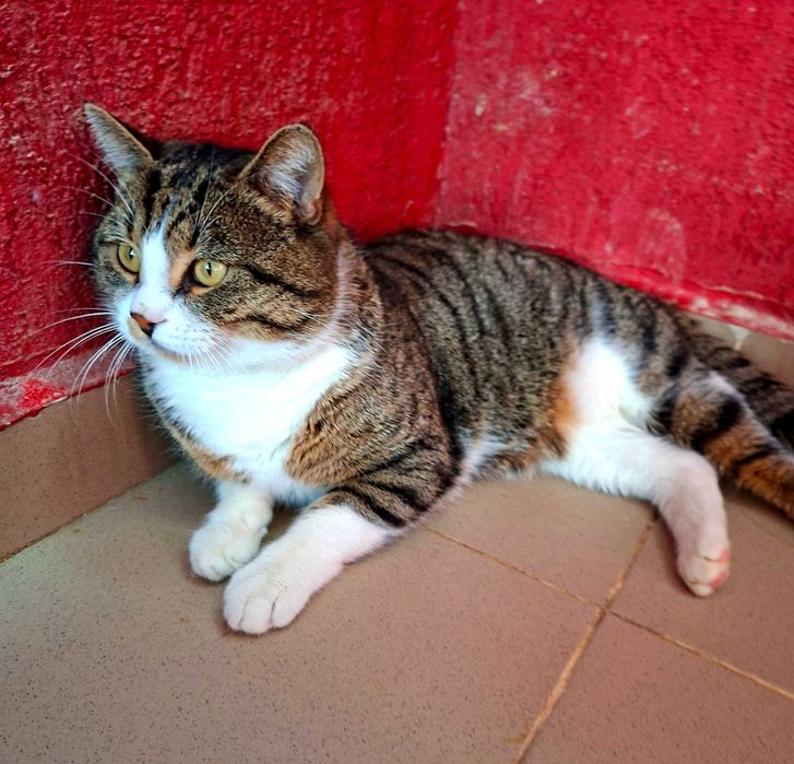 Adoptie motan tigrat castrat Nicholas