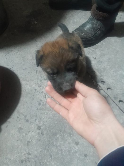 Бильгийская овчарка