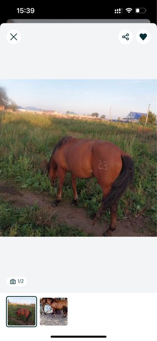 Жылқы сатылады құнан