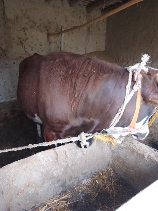 Гигант Голландиский Катта буладиган Хукиз бокилса зотдор катта булиб с