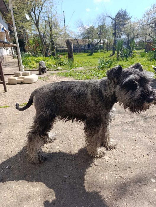 Цверк мини шнауцер