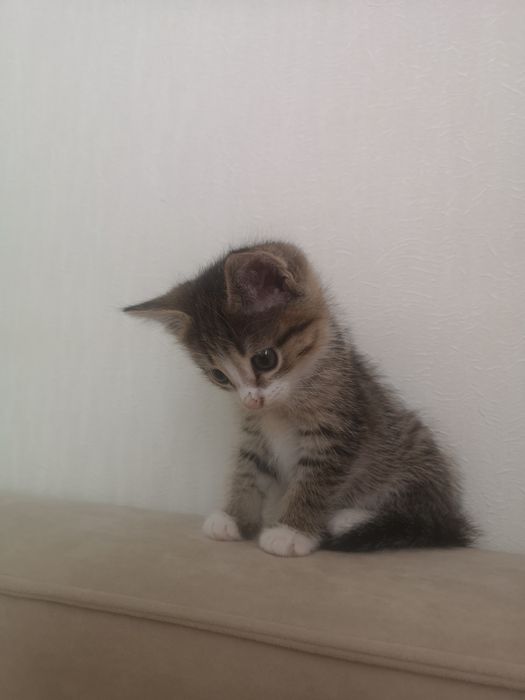 Отдам котёнка девочку в добрые руки