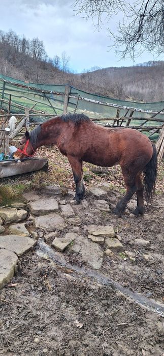 Vând iapă foarte cuminte