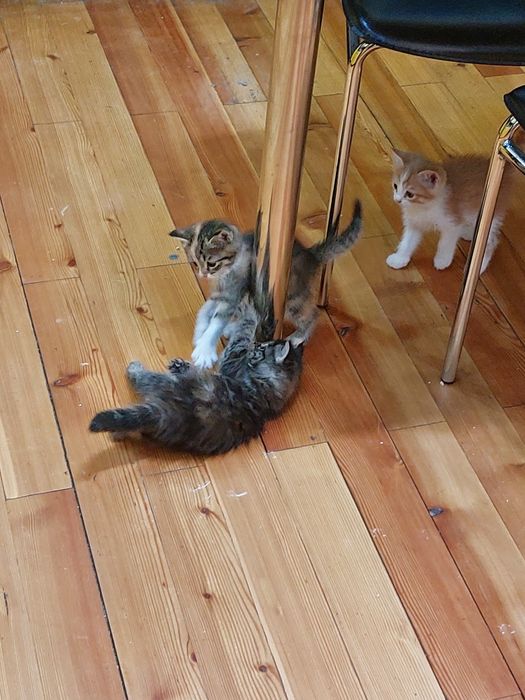 В добрые руки милые котята