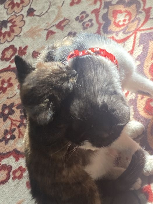 Котенок девочка