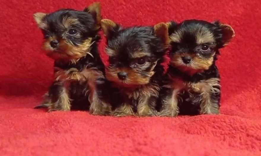 Йоркширски териер мини