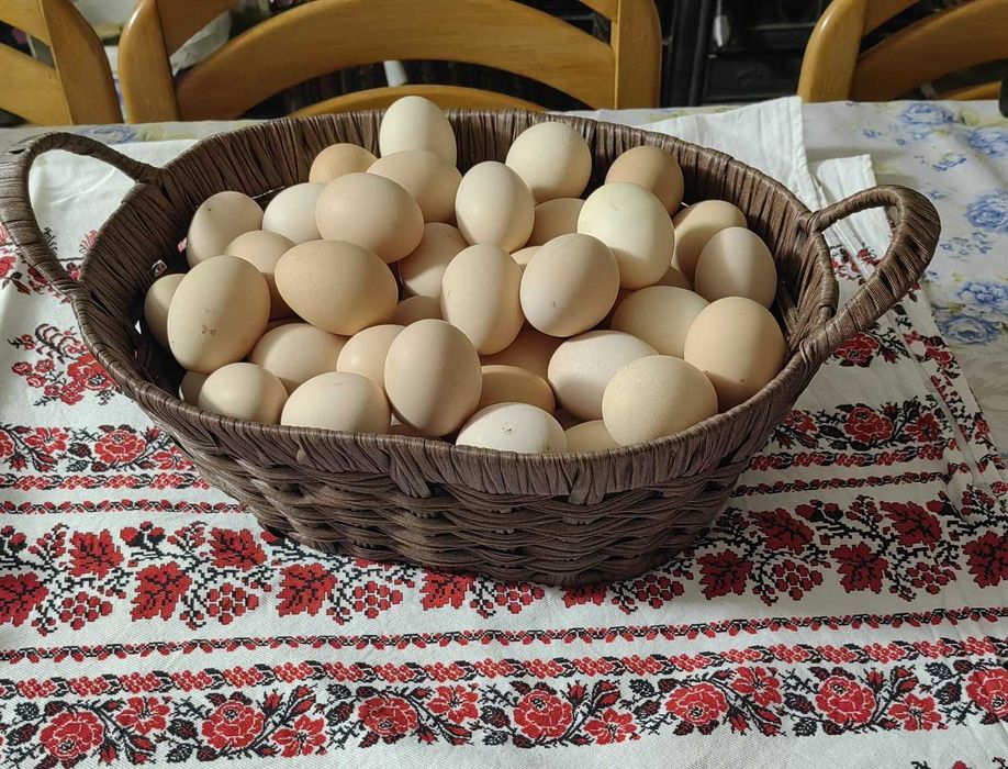 Ouă BIO de casă !!! – Beznea, Bihor