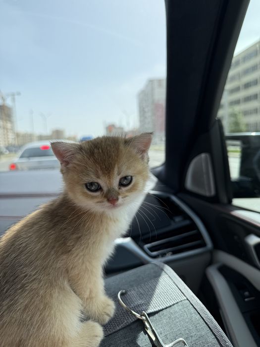 Британский котенок