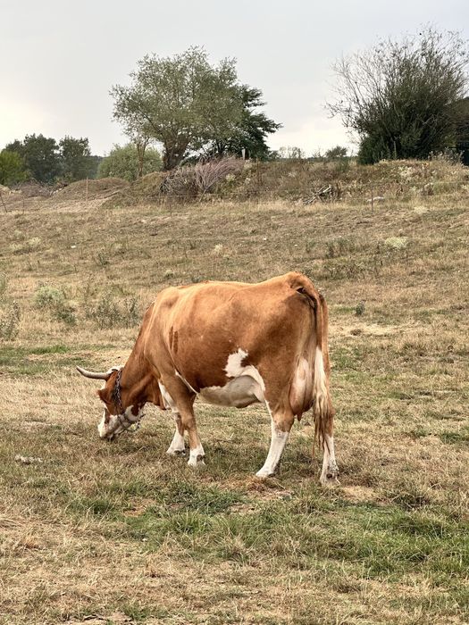Vând o vacă bălțată și doi viței
