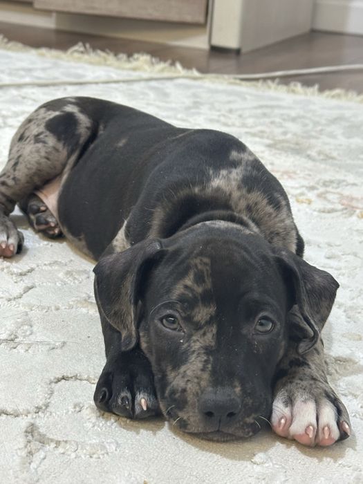 Питбуль Мерль Вязка ВЯЗКА!!!