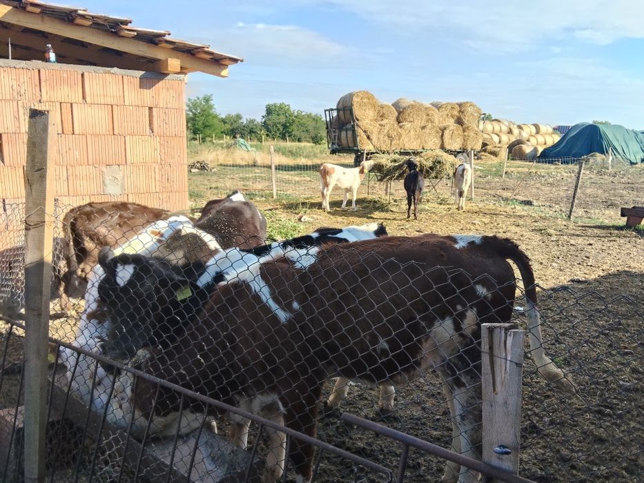 Tauras de lapte și înțărcați