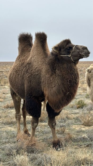 Түйе малын, сатымға шығару!