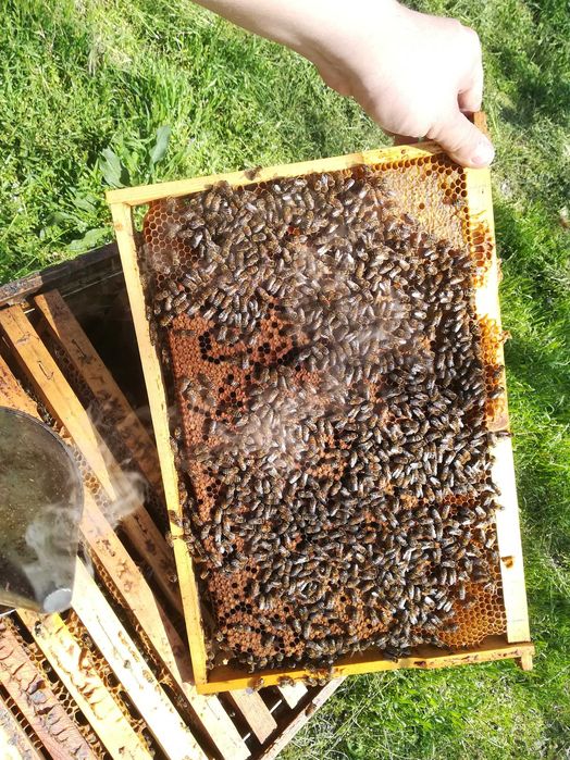 Пчелни семейства,  Отводки, Кошери