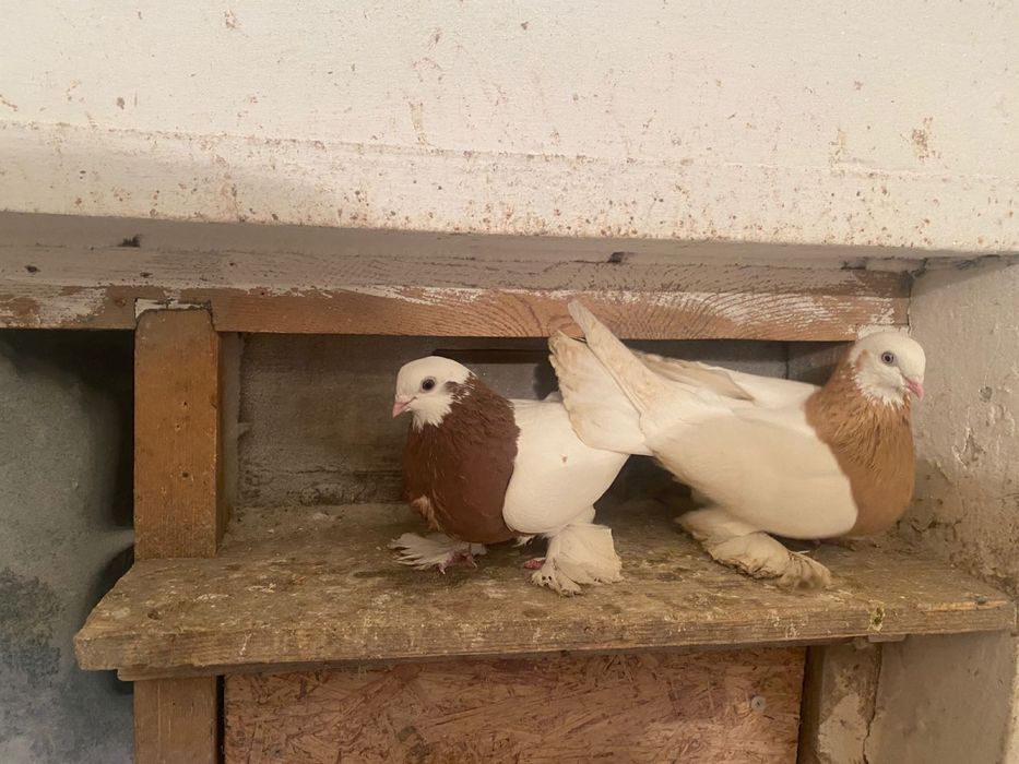 Продам голубей разные