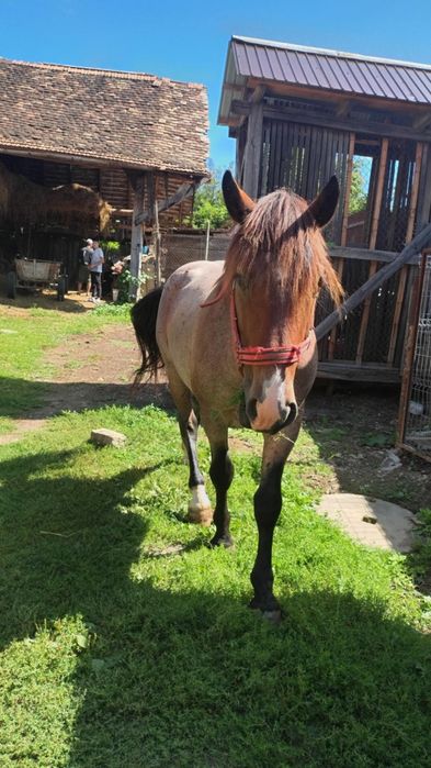 Vând armăsar semi greu 4 ani