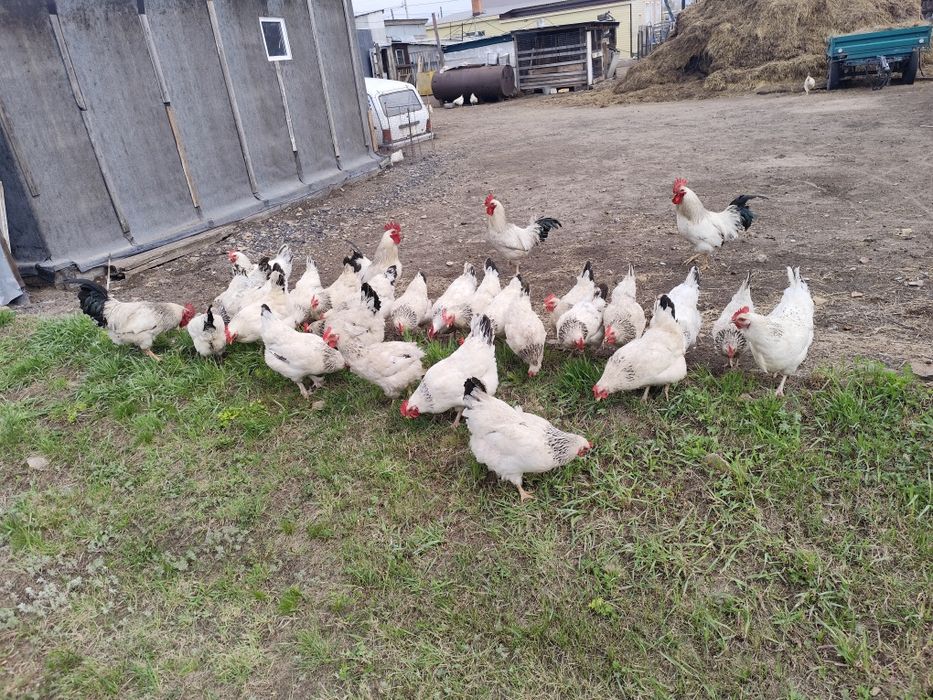 Продам яйцо инкубационные