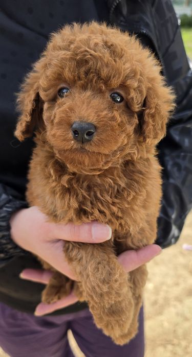 Той пудел Toy Poodle