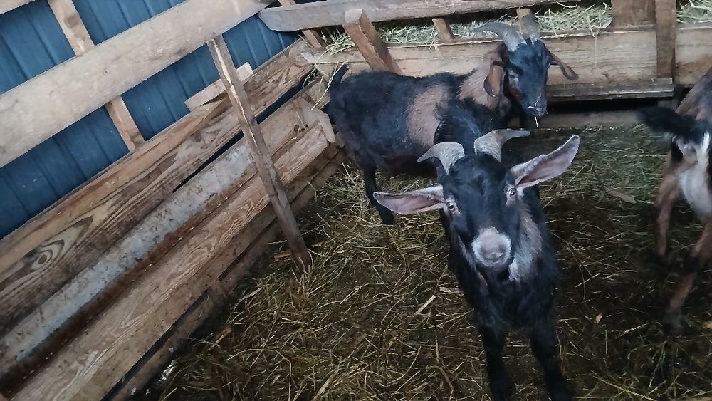 TAP DE VANZARE 1 alpin francez 1 Anglo nubian.